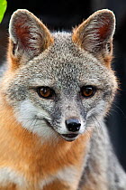 Grey fox (Urocyon cinereoargenteus) captive, Mexico City, September,