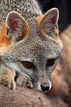 Grey fox (Urocyon cinereoargenteus) captive, Mexico City, September.