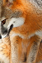 Grey fox (Urocyon cinereoargenteus) captive, Mexico City, September