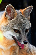 Grey fox (Urocyon cinereoargenteus) captive, Mexico City, September, DE