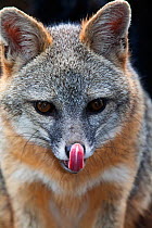 Grey fox (Urocyon cinereoargenteus) licking nose, captive, Mexico City