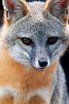 Grey fox (Urocyon cinereoargenteus) captive, Mexico City, September.