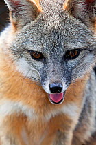 Grey fox (Urocyon cinereoargenteus) Mexico City, September. Captive.