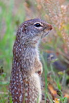 Mexican ground-squirrel (Spermophilus mexicanus) Laredo Borderlands, Texas, USA. April