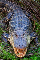 American alligator (Alligator mississippiensis) Laredo Borderlands, Texas, USA. April
