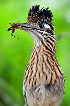 Greater roadrunner (Geococcyx californianus) with nuptial gift calling mate, Laredo Borderlands, Texas, USA. April