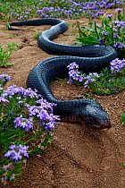 Texas indigo snake (Drymarchon melanurus erebennus) amongst Vervain (Glandularia sp.) flower, Laredo Borderlands, Texas, USA. April