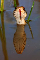 Checkered garter snake (Thamnophis marcianus) Laredo Borderlands, Texas, USA. April