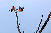 Scissor-tailed flycatchers (Tyrannus forficatus) fighting for perch on tree snag, Laredo Borderlands, Texas, USA. April