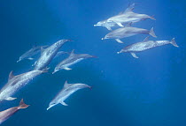 Atlantic spotted dolphins (Stenella frontalis) Isla Mujeres, Caribbean Sea, Mexico, February