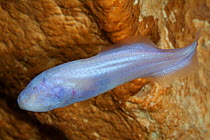 Mexican blind brotula (Typhliasina pearsei) a blind cave fish, sinkhole near Tulum, Yucatan Peninsula, Mexico, August. Endangered species.