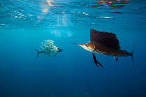 Atlantic sailfish (Istiophorus albicans) attacking school of Sardine (Sardinella aurita) bait ball, Isla Mujeres, Caribbean Sea, Mexico, February