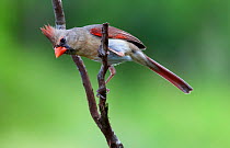 Northern cardinal (Cardinalis cardinalis) female perched, Laredo Borderlands, Texas, USA. April