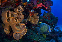 French angelfish (Pomacanthus paru) and sponges, Cozumel Reefs National Park, Cozumel Island, Caribbean Sea, Mexico, February