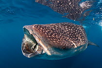 Whale shark (Rhincodon typus) feeding, Isla Mujeres, Caribbean Sea, Mexico, August. Vulnerable species.