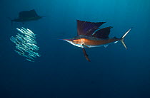 Atlantic sailfish (Istiophorus albicans) attacking school of Sardine (Sardinella aurita) in bait ball, Isla Mujeres, Caribbean Sea, Mexico, February.