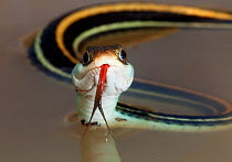Gulf coast ribbon snake (Thamnophis proximus orarius) in water with tongue extended, Laredo Borderlands, Texas, USA. April