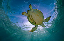 Green turtle (Chelonia mydas) with rays of sunlight, Akumal, Caribbean Sea, Mexico, January. Endangered species.
