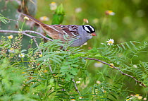 White-crowned Sparrow (Zonotrichia leucophrys) perched. Laredo Borderlands, Texas, USA. April