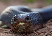 Texas indigo snake (Drymarchon melanurus erebennus) close up portrait, Laredo Borderlands, Texas, USA. April