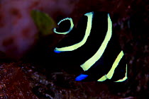 French angelfish (Pomacanthus paru) juvenile, Cozumel Reefs National Park, Cozumel Island, Caribbean Sea, Mexico, January