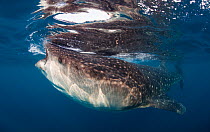 Whale shark (Rhincodon typus) feeding, Isla Mujeres, Caribbean Sea, Mexico, August. Vulnerable species.