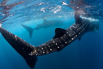 Whale shark (Rhincodon typus) feeding view of tail, Isla Mujeres, Caribbean Sea, Mexico, August. Vulnerable species.