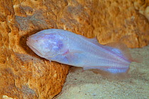 Mexican blind brotula (Typhliasina pearsei) a species of blind cave fish, sinkhole near Tulum, Yucatan Peninsula, Mexico, August. Vulnerable species.