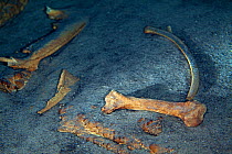 Prehistoric Tapir bones in sinkhole near Tulum, Yucatan Peninsula, Mexico, August