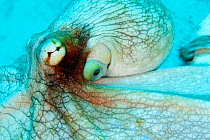 Common octopus (Octopus vulgaris) showing siphon, Puerto Morelos National Park, Caribbean Sea, Mexico, February