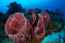 Giant barrel sponge (Xestospongia muta) Cozumel Reefs National Park, Cozumel Island, Caribbean Sea, Mexico, February