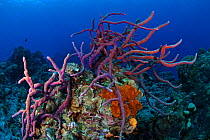 Row pore rope sponge (Aplysina cauliformis) Cozumel Reefs National Park, Cozumel Island, Caribbean Sea, Mexico, February