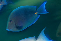 Blue tang (Acanthurus coeruleus) Yalku inlet, Caribbean Sea, Mexico, February