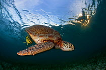 Green turtle (Chelonia mydas) swimming down from surface, Akumal, Caribbean Sea, Mexico, January. Endangered species.