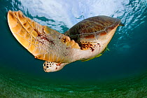 Green turtle (Chelonia mydas) wide angle view of fin, Akumal, Caribbean Sea, Mexico, January. Endangered species.
