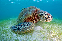 Green turtle (Chelonia mydas) over sea floor, Akumal, Caribbean Sea, Mexico, January. Endangered species.