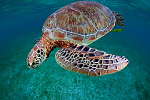 Green turtle (Chelonia mydas) Akumal, Caribbean Sea, Mexico, January. Endangered species.