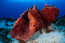 Giant barrel sponge (Xestospongia muta) Cozumel Reefs National Park, Cozumel Island, Caribbean Sea, Mexico, January