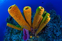 Yellow tube sponge (Aplysina fistularis) Cozumel Reefs National Park, Cozumel Island, Caribbean Sea, Mexico, January