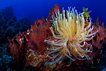Giant anemone (Condylactis gigantea) Cozumel Reefs National Park, Cozumel Island, Caribbean Sea, Mexico, January