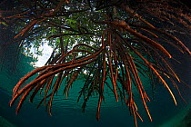 Red mangrove (Rhizophora mangle) in sinkhole, Casa Cenote, near Tulum, Yucatan Peninsula, Mexico, January