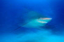 Bull shark (Carcharhinus leucas) Playa del Carmen, Caribbean Sea, Mexico, January.