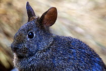 Volcano rabbit (Romerolagus diazi) captive endemic to Mexico. Critically endangered species.