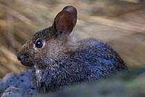 Volcano rabbit (Romerolagus diazi) captive endemic to Mexico. Critically endangered species.