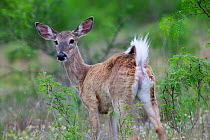 White-tailed deer (Odocoileus virginianus) with raised tail, warning sign, Laredo Borderlands, Texas, USA. April