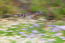Greater roadrunner (Geococcyx californianus) running, Laredo Borderlands, Texas, USA. April