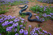 Texas indigo snake (Drymarchon melanurus erebennus) amongst Vervain (Glandularia sp.) flowers, Laredo Borderlands, Texas, USA. April