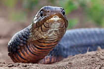 Texas indigo snake (Drymarchon melanurus erebennus) portrait, Laredo Borderlands, Texas, USA. April