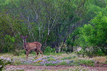 White-tailed deer (Odocoileus virginianus) Laredo Borderlands, Texas, USA. April
