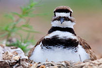 Killdeer (Charadrius vociferus) on nest, Laredo Borderlands, Texas, USA. April